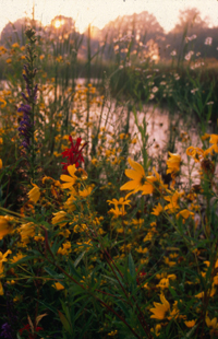 flowers